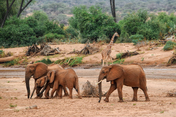 Stado słoni afrykańskich (Loxodonta Africana) w rzece Ewaso Nyiro, Rezerwat Narodowy Samburu, Kenia - Zdjęcie, obraz