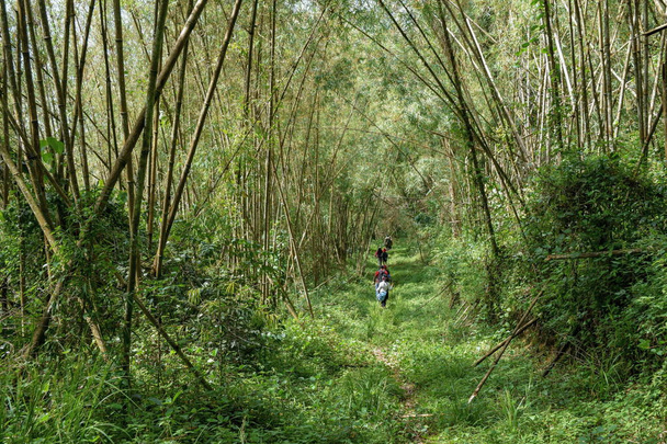 Bamboo forest in the bamboo zone of Aberdare Range, Kenya - Photo, Image