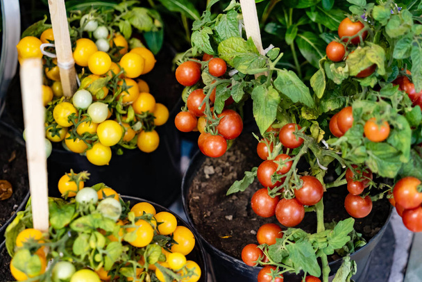 cherry tomatoes in the pot - Фото, зображення