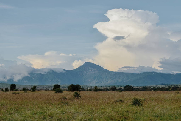 Špinavá cesta v savanských pastvinách Národního parku Tsavo, Keňa - Fotografie, Obrázek