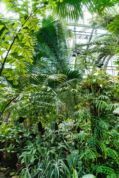 View of an old tropical greenhouse with evergreen plants, palms, lianas - Φωτογραφία, εικόνα