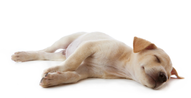 štěně pes ležící - Fotografie, Obrázek