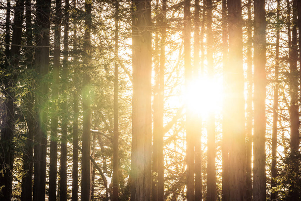 Piękny krajobraz, drzewa i Las z światło słoneczne - Zdjęcie, obraz