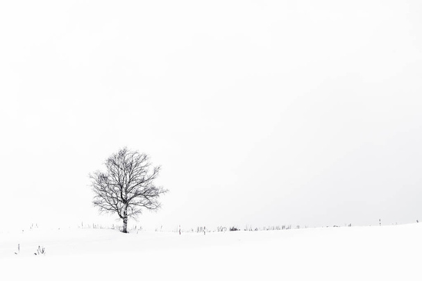 冬雪の中での孤独な木と美しい風景 - 写真・画像