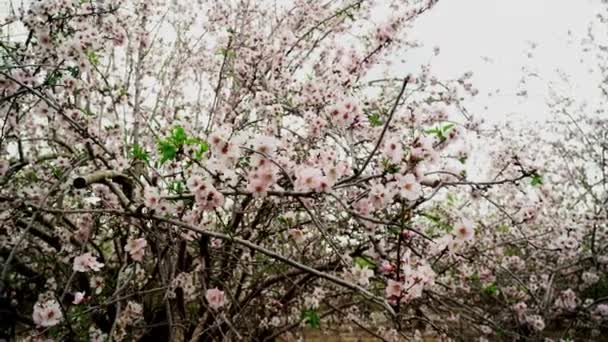 Almond Garden in Israel - Footage, Video