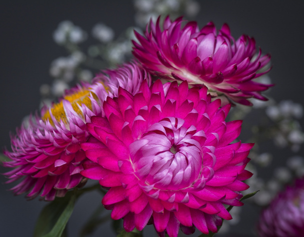 Closeup met eeuwige bloem - Foto, afbeelding