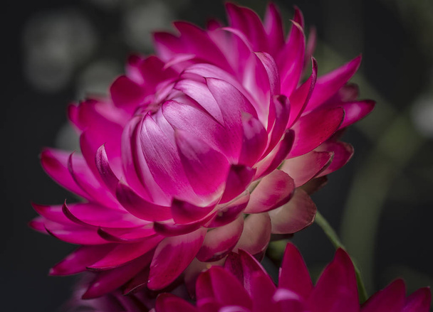 Closeup met eeuwige bloem - Foto, afbeelding