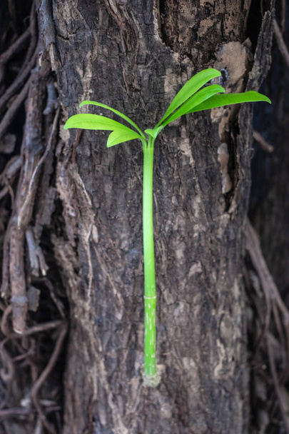 árvore suporte nova vida, planta verde crescendo na árvore
. - Foto, Imagem