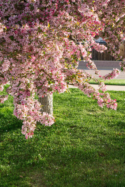Alma Bossoms a tavaszi - Fotó, kép