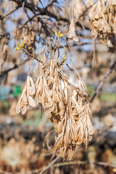 Του περασμένου έτους ξηρό τέφρας – leaved σφενδάμου (Acer negundo) φτερωτό αχαίνιο, Σαμαράς σε ένα υποκατάστημα άνοιξη - Φωτογραφία, εικόνα