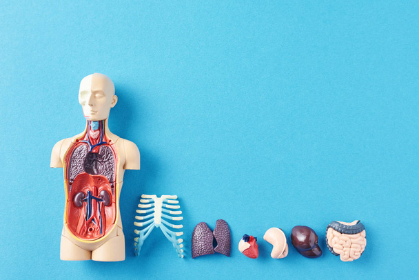 menschliche Anatomie Schaufensterpuppe mit inneren Organen auf blauem Hintergrund - Foto, Bild