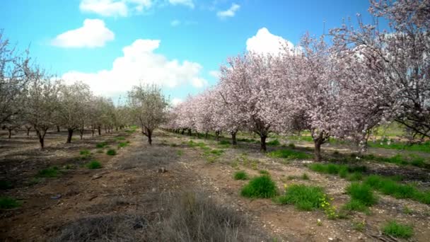 Jardín de almendras en Israel
 - Imágenes, Vídeo