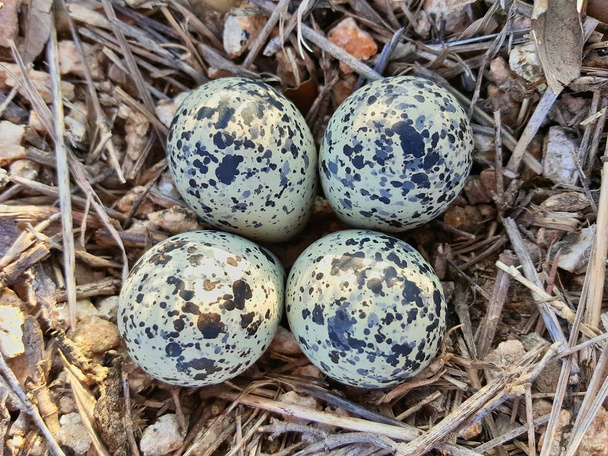 Killdeer Plover яйця, як видно з безпосередньо над патч каменів і суха трава. Від відстані вони з'являються дуже добре замасковані на тлі їх оточення. - Фото, зображення