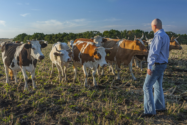 Farmer with cows on a field - Фото, изображение
