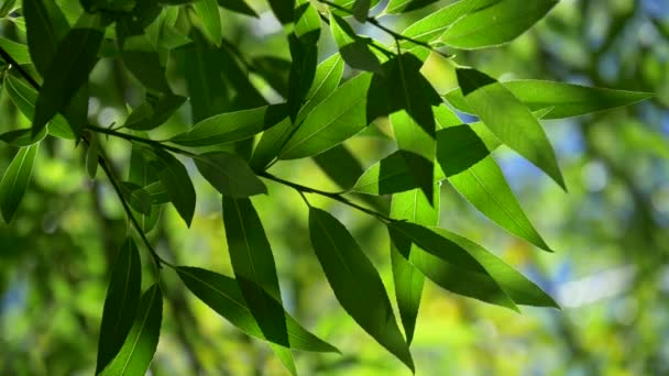 Bir ağaç bahar yeşil yeşillik. Güzel renkli bokeh rüzgarda sallayarak ağaçlar yapılmış. Ağır çekim vurdu - Video, Çekim