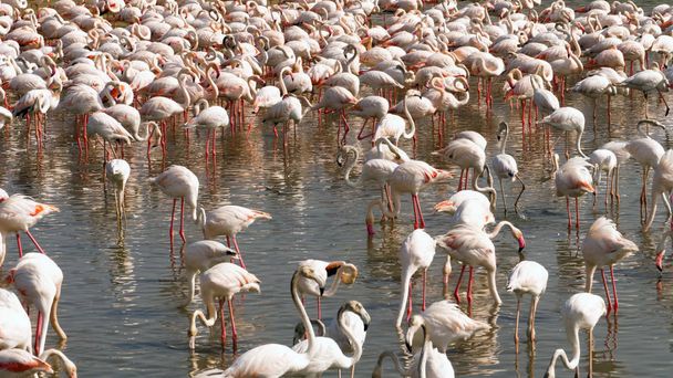 Flamingos no lago
 - Foto, Imagem