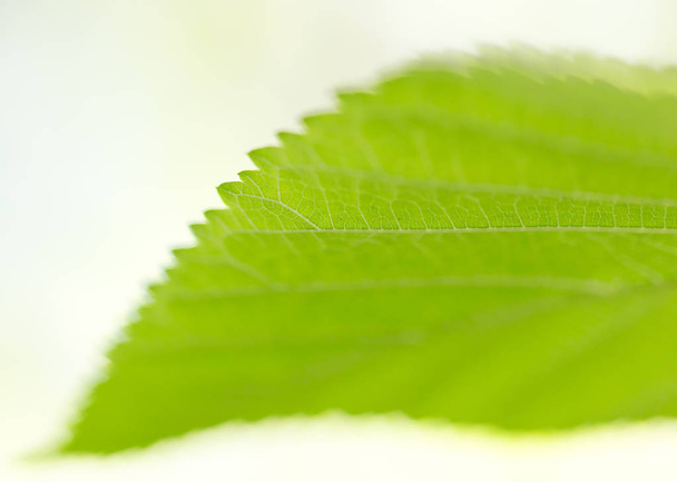 beautiful green leaf in nature - Photo, image