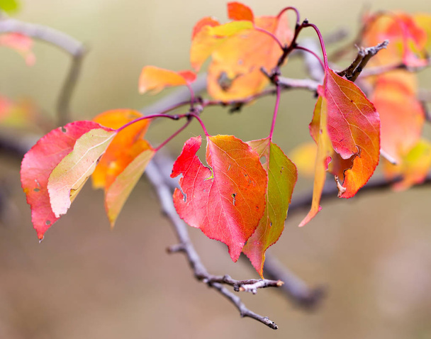 red leaves on a tree in autumn - Photo, Image