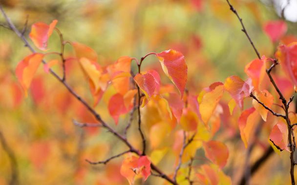 red leaves on a tree in autumn - Фото, зображення