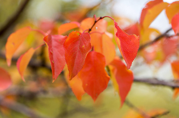 red leaves on a tree in autumn - Fotó, kép