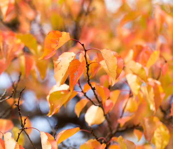red leaves on a tree in autumn - Fotó, kép