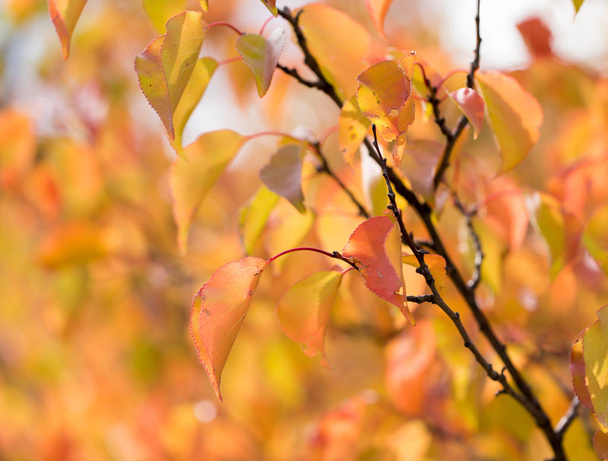 red leaves on a tree in autumn - Φωτογραφία, εικόνα