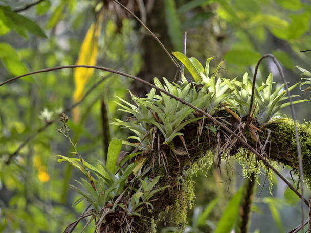 Větve stromů s ananasem a bromelies z Guatemaly. - Fotografie, Obrázek