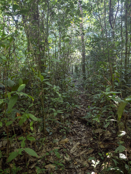 View into the interior of the overgrown forest, Guatemala - Photo, image