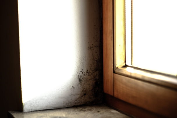 черная плесень на окне
 - Фото, изображение