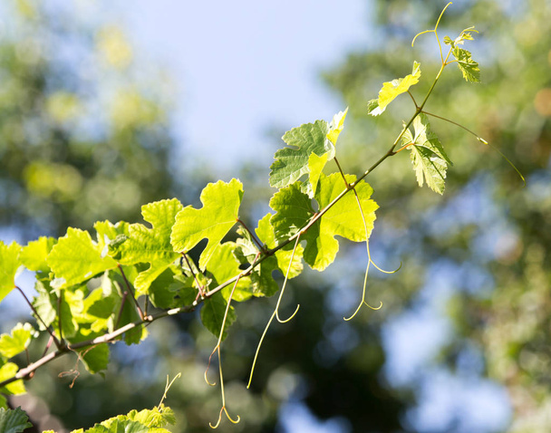 young grapes on nature - Foto, afbeelding