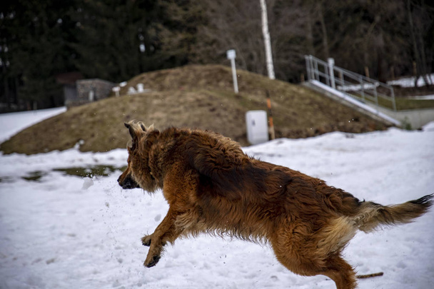 Mongrel dog playing wild in the snow and standing on his hind legs - Foto, Imagen