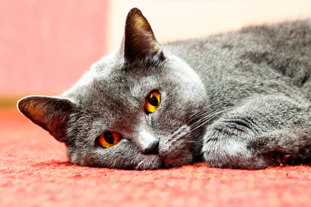 Portret leżącego kota Brytyjski Stenografia - Zdjęcie, obraz
