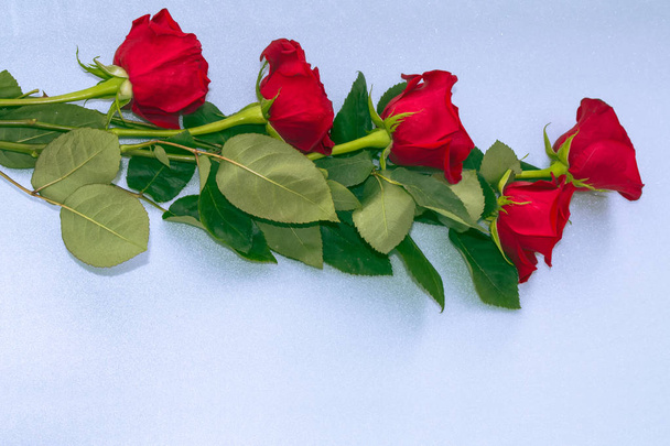Bright colorful flower rose  - Фото, изображение