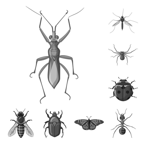 Vector illustration of insect and fly logo. Collection of insect and element vector icon for stock. - Vector, Image