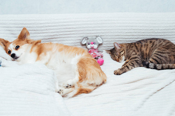 dog and the cat sleep together with toy on the bed. Close-up. - Фото, зображення