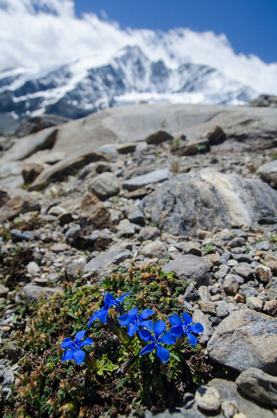 Alpine landscape with flowering Bitterwort and moutains - Fotó, kép