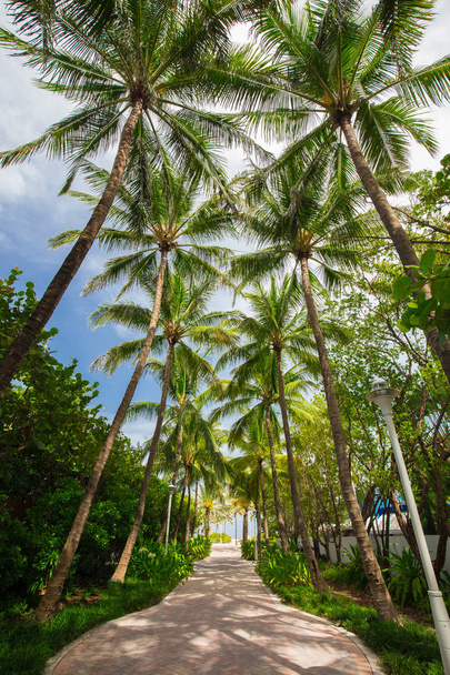 Palm tree, green walkway. Miami. Florida. USA.  - Fotografie, Obrázek