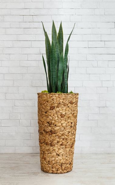 Indoor plant in floor pot - Foto, immagini