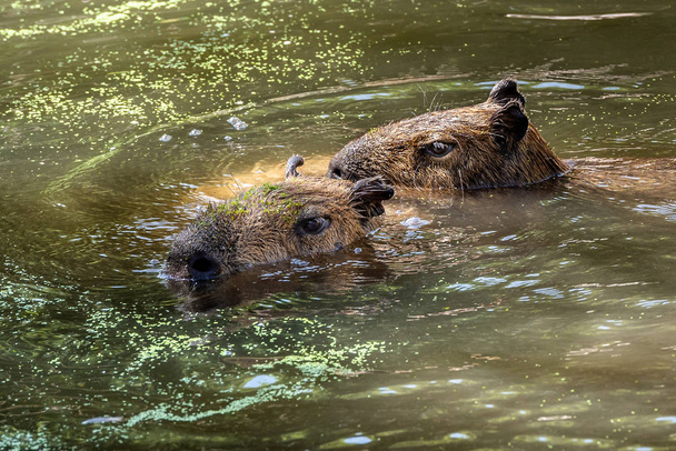 Capibaras плисти по воді - Фото, зображення