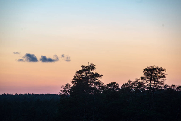 zonsondergang over bomen in bos - Foto, afbeelding