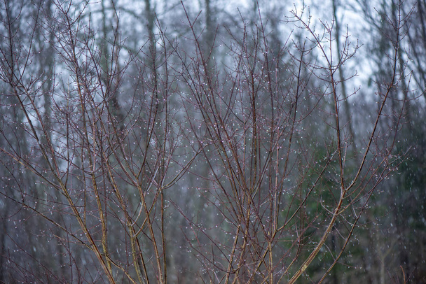 větve stromu v křoví v zimním chladném počasí - Fotografie, Obrázek