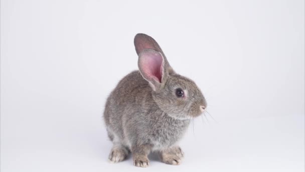 graues Kaninchen auf weißem Hintergrund - Filmmaterial, Video