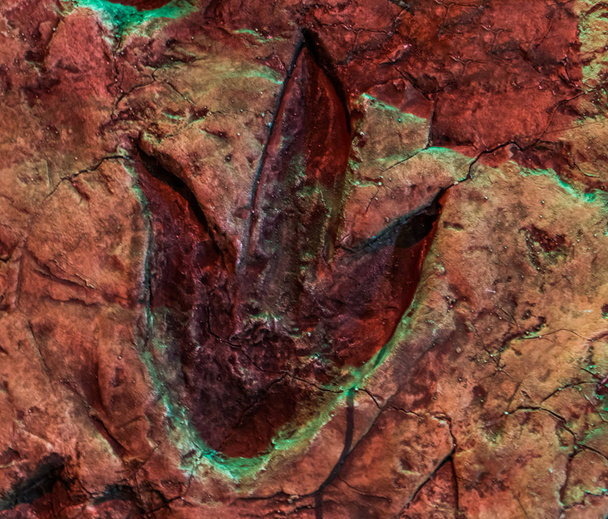 theropod jalanjälki, fossiili dinosaurus radan, eläimiä, jotka elivät jurassic aikana - Valokuva, kuva