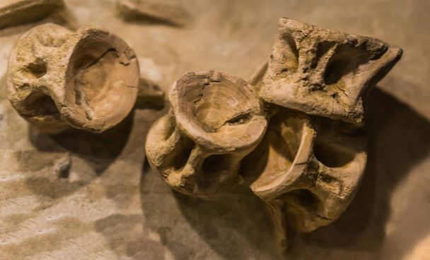 restos fósiles de enchodus lemonnieri, un pez con aletas de rayo que era común difundir durante el período cretácico tardío
 - Foto, imagen