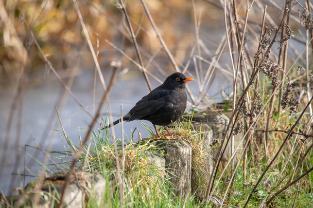Common Blackbird by the river between branches - Valokuva, kuva