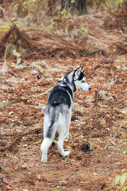 husky dog in autumn park - Fotó, kép