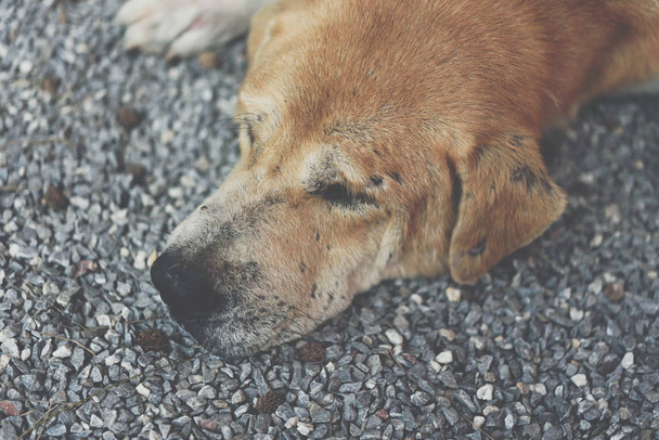 Thai brązowy bezpańskich psa spania z samotny i miss - Zdjęcie, obraz