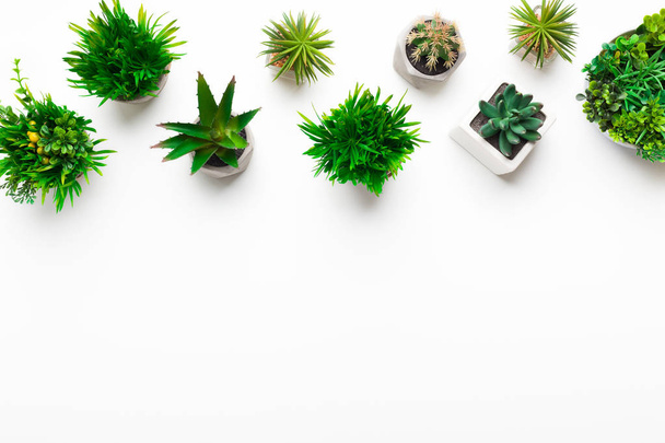 Diverses plantes décoratives en pots sur fond blanc
 - Photo, image