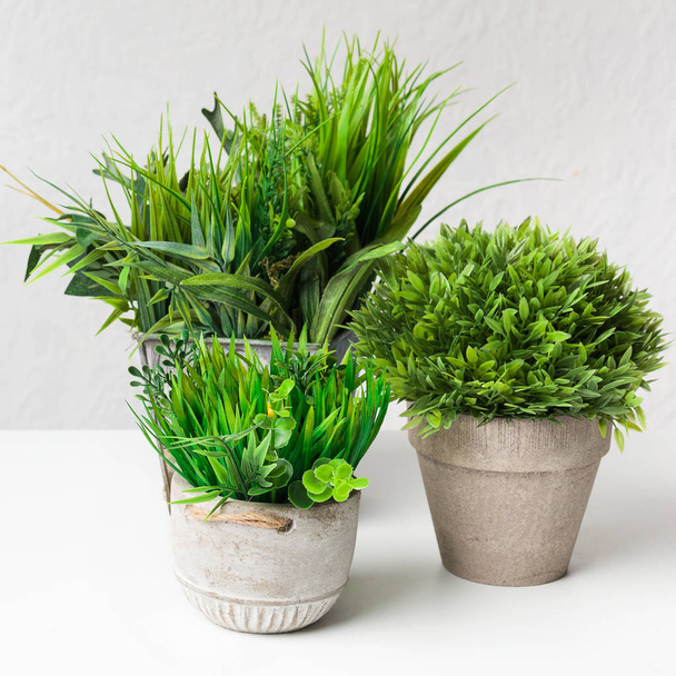 Various decorative plants in different pots, crop - Photo, Image