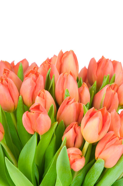 Tulips isolated on white background - Valokuva, kuva